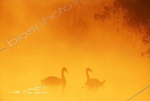 Biosphoto | 1250553 | Silhouette of Mute Swans at dawn UK | &copy; David Tipling / Biosphoto