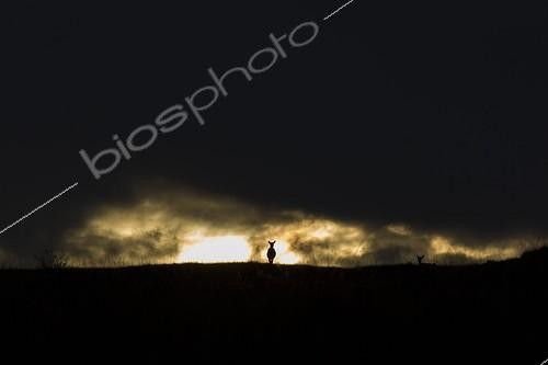 Biosphoto | 2059911 | Silhouette of Scotland Deer (Cervus elaphus scoticus) in the moors at dusk. Isle of Jura, Scotland | &copy; Alain Roux / Biosphoto