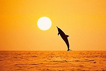 Biosphoto | 1268174 | Silhouette of Spinner Dolphin, Big Island, Hawaii, USA | &copy; Masa Ushioda / WaterFrame / Biosphoto