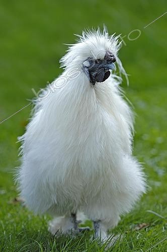 Biosphoto | 2423142 | Silkie or Silky Fowl, domestic chicken (Gallus gallus domesticus), North Rhine-Westphalia, Germany, Europe | &copy; Christian Hütter / imageBROKER / Biosphoto