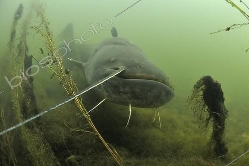 Biosphoto | 1420268 | Silure glane curieux dans la rivière Cher France | &copy; Bruno Guénard / Biosphoto