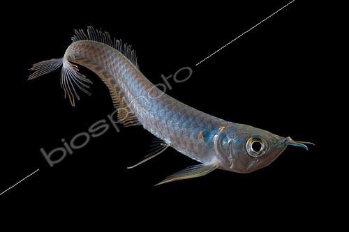 Biosphoto | 2085793 | Silver arowana (Osteoglossum bicirrhosum) on black background, native from South America (Guianas, Brazil), captive from France | &copy; Quentin Martinez / Biosphoto