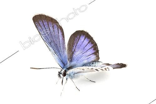 Biosphoto | 1988078 | Silver-studded Blue | &copy; Michel Gunther / Biosphoto