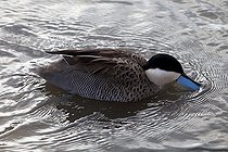 Biosphoto | 1250923 | Silver Teal on water WWT Slimbridge Reserve UK | &copy; Michel Gunther / Biosphoto