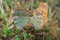 Biosphoto | 2453798 | Silver-washed Fritillary (Argynnis paphia) mating, Vosges du Nord Regional Nature Park, France | &copy; Michel Rauch / Biosphoto
