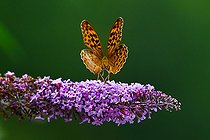 Biosphoto | 2585458 | Silver-washed Fritillary (Argynnis paphia) in flight above butterfly tree (Buddleja davidii), an invasive shrub native to Asia, in the garden, Lorraine, France | &copy; Stéphane Vitzthum / Biosphoto