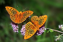 Biosphoto | 2453799 | Silver-washed Fritillary (Argynnis paphia) males on oregano flowers, Vosges du Nord Regional Nature Park, France | &copy; Michel Rauch / Biosphoto