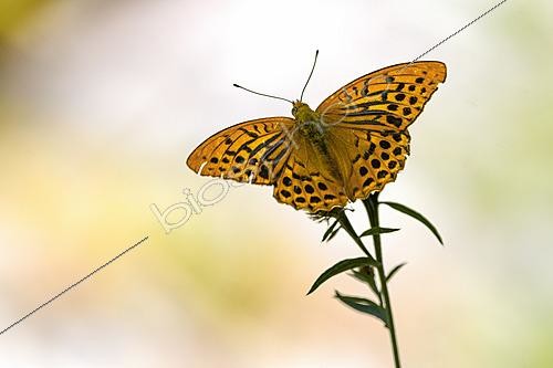 Biosphoto | 2626483 | Silver-washed Fritillary (Argynnis paphia) on a Centaury flower (Centaurium sp), Auvergne, France. | &copy; Monique Morin / Biosphoto