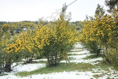 Biosphoto | 964667 | Silver wattle plantation under snow in Var  France | &copy; Hervé Lenain / Biosphoto