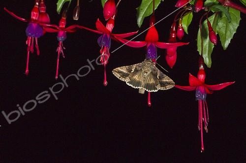 Biosphoto | 1756806 | Silver Y Moth  feeding on fuschia flowers at night in garden | &copy; David Tipling / Biosphoto