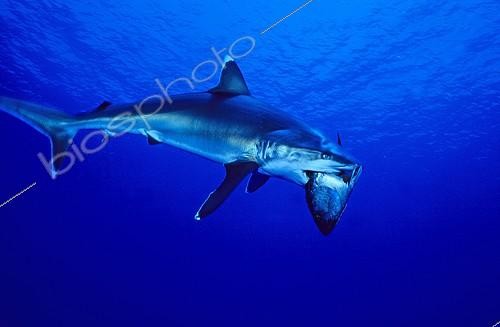 Biosphoto | 813364 | Silvertip shark feeding prey Pacific ocean Rangiroa | &copy; Gérard Soury / Biosphoto
