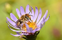 Biosphoto | 2166690 | Silvery Leafcutter Bee (Megachile leachella) female on Italian Starwort, Regional Natural Park of Vosges du Nord, France | &copy; Michel Rauch / Biosphoto