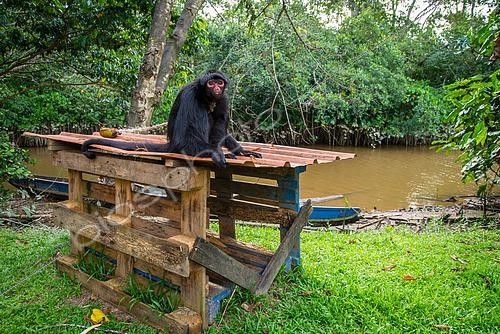 Biosphoto | 2467400 | Singe atèle ou singe araignée noir (Ateles paniscus) détenu illégalement assis sur un abri de fortune attaché par une corde en Guyane Française | &copy; Stéphanie Meng / Biosphoto