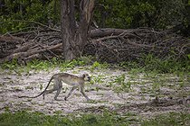 Biosphoto | 2601781 | Singe vervet (Chlorocebus pygerythrus), Namibie, Afrique | &copy; Alain Roux / Biosphoto