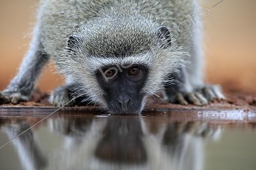 Biosphoto | 2623895 | Singe vervet (Chlorocebus pygerythrus), portrait, adulte buvant, près de l'eau, Parc National Kruger, Afrique du Sud. | &copy; Jürgen & Christine S / imageBROKER / Biosphoto