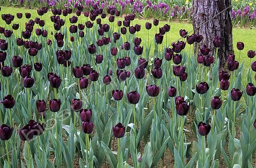 Biosphoto | 2144578 | Single late tulip (Tulipa sp) 'Reine de la Nuit' | &copy; Frédéric Didillon / Biosphoto