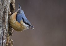 Biosphoto | 2419843 | Sittelle torchepot (Sitta europae) sur un tronc, Parc naturel régional des Vosges du Nord, France | &copy; Michel Rauch / Biosphoto
