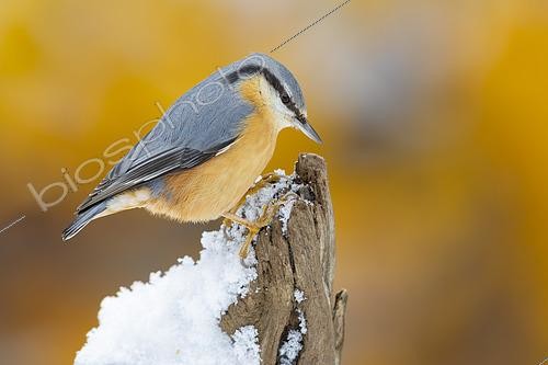 Biosphoto | 2610390 | Sittelle torchepot (Sitta europaea cisaplina), adulte sur un vieux tronc couvert de neige, Campanie, Italie | &copy; Saverio Gatto / Biosphoto