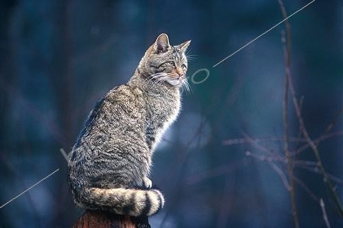 Biosphoto | 123861 | Sitting Wildcat Europe | &copy; Thierry Le Quay / Biosphoto