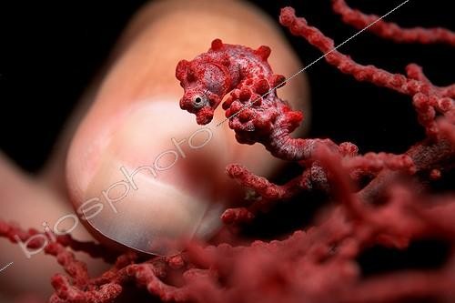 Biosphoto | 748238 | Size difference Pygmy Seahorse and Little Finger, Papua New Guinea | &copy; Reinhard Dirscherl / WaterFrame / Biosphoto