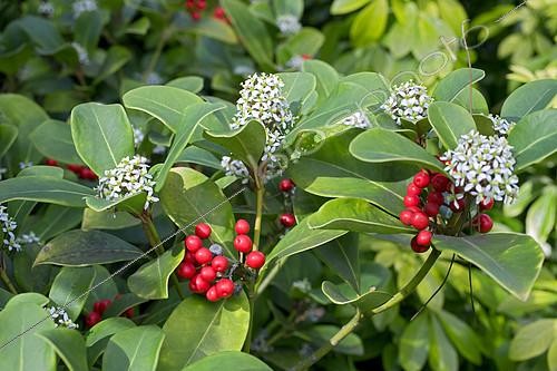 Biosphoto | 2142569 | Skimmia du Japon (Skimmia japonica) 'Rubella'. Fruits et Fleurs en hiver | &copy; Frédéric Didillon / Biosphoto