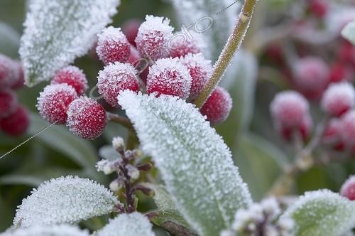 Biosphoto | 1083179 | Skimmia japonica Scarlet Queen | &copy; Visions Botanical / Visions Pictures / Biosphoto