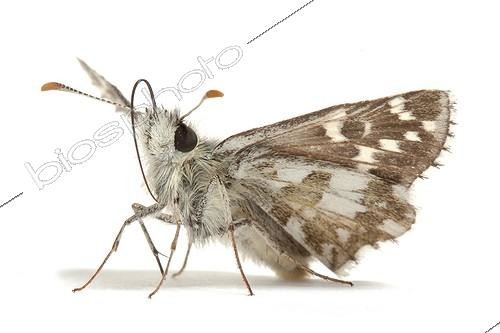 Biosphoto | 1987938 | Skipper | &copy; Michel Gunther / Biosphoto