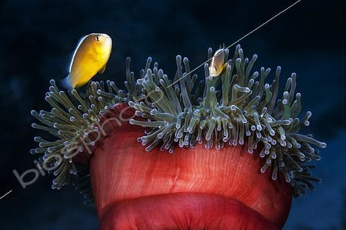 Biosphoto | 2091305 | Skunk Clownfish (Amphiprion akallopisos) and Sea Anemone, Mayotte, Indian Ocean | &copy; Gabriel Barathieu / Biosphoto