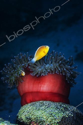Biosphoto | 2133209 | Skunk Clownfish (Amphiprion akallopisos) couple and Sea Anemone, Mayotte, Indian Ocean | &copy; Gabriel Barathieu / Biosphoto