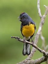 Biosphoto | 2518888 | Slate-throated Redstart (Myioborus miniatus), Chiriqui Highlands, Panama | &copy; Ignacio Yufera / Biosphoto