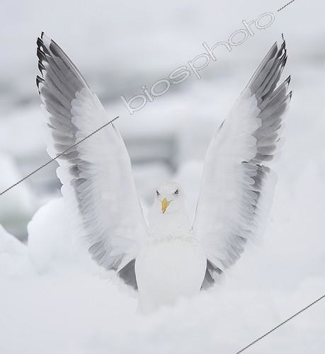 Biosphoto | 2048505 | Slaty-backed gull on ice in winter - Japan | &copy; Claude Balcaen / Biosphoto