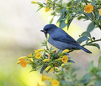 Biosphoto | 2455086 | Slaty Flowerpiercer (Diglossa plumbea), Chiriqui Highlands, Panama | &copy; Ignacio Yufera / Biosphoto