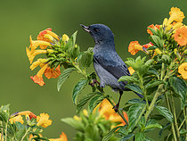 Biosphoto | 2608919 | Slaty Flowerpiercer (Diglossa plumbea), male, Chiriqui Highlands, Panama | &copy; Ignacio Yufera / Biosphoto