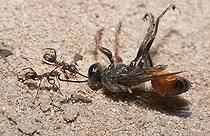 Biosphoto | 2492862 | Slavemaker ant (Formica sanguinea) pulling a Golden digger wasp (Sphex funerarius), Vosges du Nord Regional Nature Park, France | &copy; Michel Rauch / Biosphoto