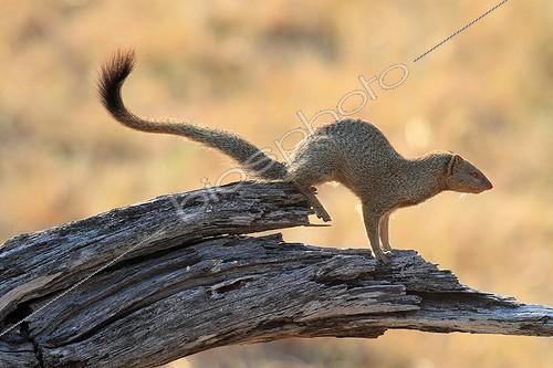 Biosphoto | 1561925 | Slender Mongoose on a trunk in the savannah Botswana | &copy; Stéphan Bonneau / Biosphoto