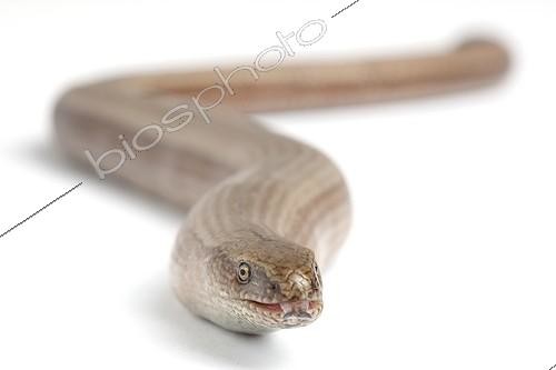 Biosphoto | 1899371 | Slow Worm male on white background | &copy; Michel Gunther / Biosphoto