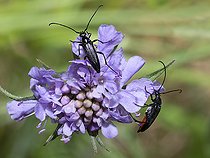 Biosphoto | 2464292 | Small Black Longhorn Beetle (Stenurella nigra) on Widow flower (Knautia sp), Vosges du Nord Regional Nature Park, France | &copy; Michel Rauch / Biosphoto