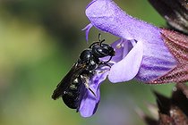 Biosphoto | 2069478 | Small carpenter bee (Ceratina chalybea) on Sage (Salvia officinalis), Northern Vosges Regional Nature Park, France | &copy; Michel Rauch / Biosphoto