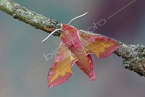 Biosphoto | 2559865 | Small Elephant Hawk-moth (Deilephila porcellus), moth on wood, top view, open wings, Gers, France. | &copy; Christophe Florin / Biosphoto
