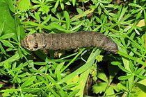 Biosphoto | 2609938 | Small Elephant Hawk-moth (Deilephila porcellus), Caterpillar, Isère, France | &copy; Jean-François Noblet / Biosphoto