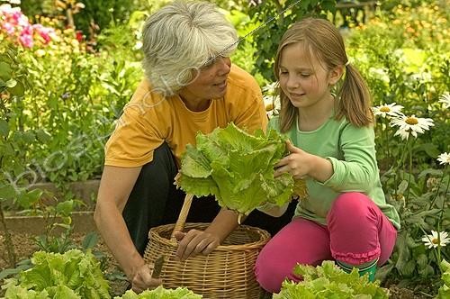Biosphoto | 97989 | Small girl and woman harvesting salads the kitchen garden   | &copy; J.-M. Labat & F. Rouquette / Biosphoto