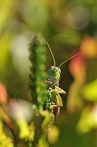 Biosphoto | 1254406 | Small Gold Grasshopper Ballons Comtois NR Vosges France | &copy; Denis Bringard / Biosphoto
