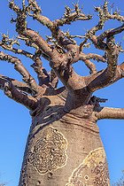 Biosphoto | 2095208 | Small Grandidier’s Baobab (Adansonia Grandidieri), Baie des Assassins, Madagascar | &copy; Jean-Philippe Delobelle / Biosphoto