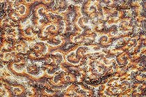 Biosphoto | 2095211 | Small Grandidier’s Baobab (Adansonia Grandidieri) bark, Baie des Assassins, Madagascar | &copy; Jean-Philippe Delobelle / Biosphoto