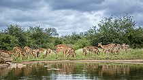 Biosphoto | 2586622 | Small group of Common Impala (Aepyceros melampus) along waterhole in Kruger National park, South Africa | &copy; Patrice Correia / Biosphoto