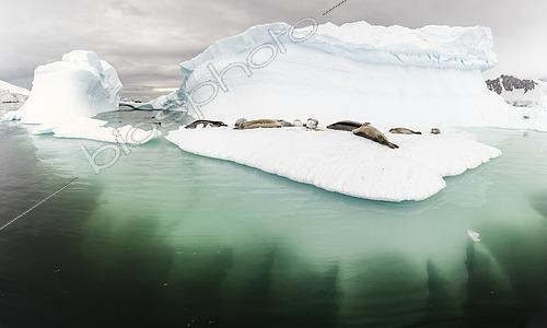 Biosphoto | 2611513 | Small group of Crabeater Seals (Lobodon carcinophaga) resting on an iceberg, the submerged part of which is visible in transparency Recess Cove, Charlotte Bay, Antarctic Peninsula | &copy; Raphaël Sané / Biosphoto