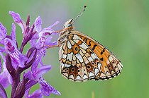 Biosphoto | 2393645 | Small Pearl-bordered Fritillary butterfly (Boloria selene) on Narrow-leaved Marsh Orchid (Dactylorhiza traunsteineri), Erbsenthal peatland, Northern Vosges Regional Natural Park, Moselle, France | &copy; Stéphane Vitzthum / Biosphoto