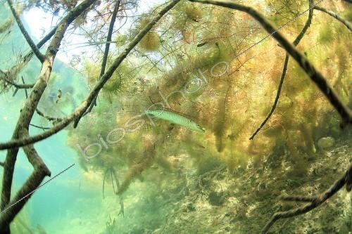 Biosphoto | 1484273 | Small pike among aquatic plants in Ain France ; Oxbow along the Ain River.  | &copy; Rémi Masson / Biosphoto