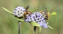 Biosphoto | 2419799 | Small Scabious Mining-bee (Andrena marginata) on Devilsbit (Succisa pratensis), Regional Natural Park of Northern Vosges, France | &copy; Michel Rauch / Biosphoto