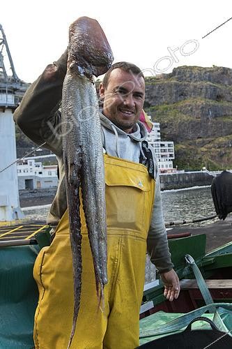 Biosphoto | 2609492 | Small-scale fishing sector. Octopus (Octopus vulgaris). An artisanal activity carried out from small boats. Pots (traps) are used, which are placed on the seabed at depths between 20 and 150 meters, and which also catch fish and shrimp. The catch is mainly destined for local consumption. VESSEL: Mercedes. FISHERMAN: Tenaman Bento (model release). Fishermen’s guild: San Marcos of Icod de los Vinos, Tenerife, Canary Islands. | © Sergio Hanquet / Biosphoto